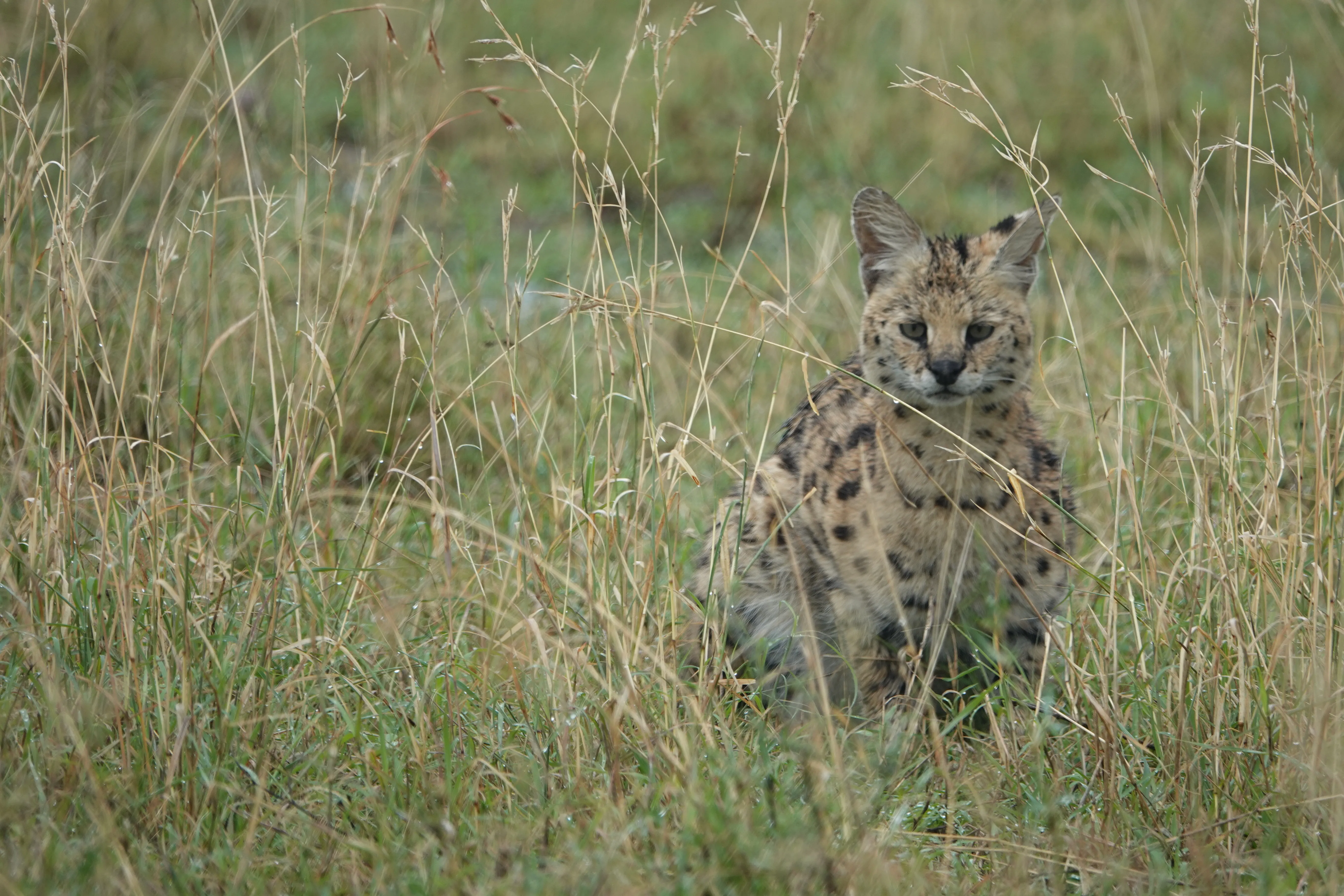 Tanzania 00828 2